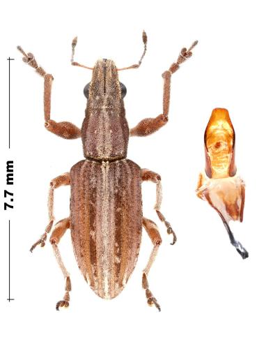 Réf. 350 206 : Charagmus intermedius